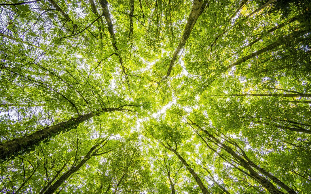 Fête de l’Arbre: 6000 arbres seront distribués ce samedi aux serres de Ransart